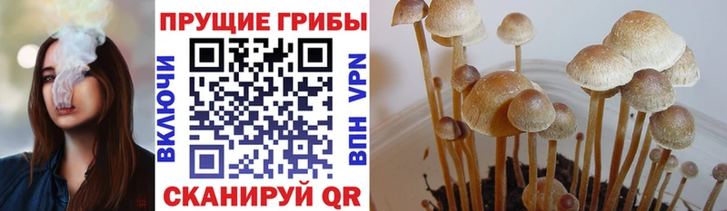 площадка как зайти  Кущёвская  Галлюциногенные грибы GOLDEN TEACHER 